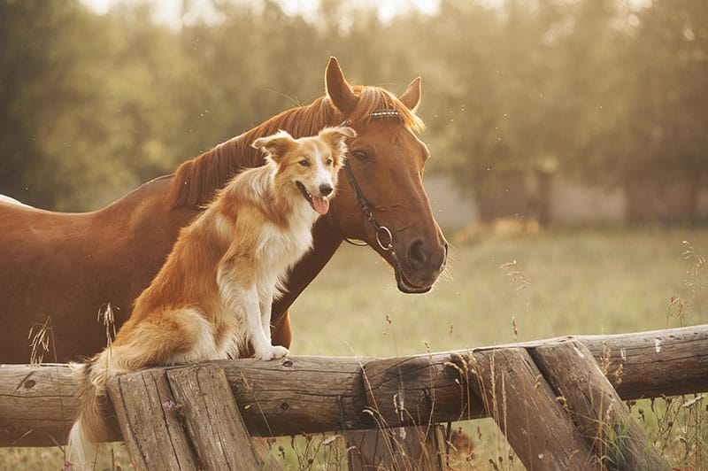 Horse next to dog sitting atop a fence